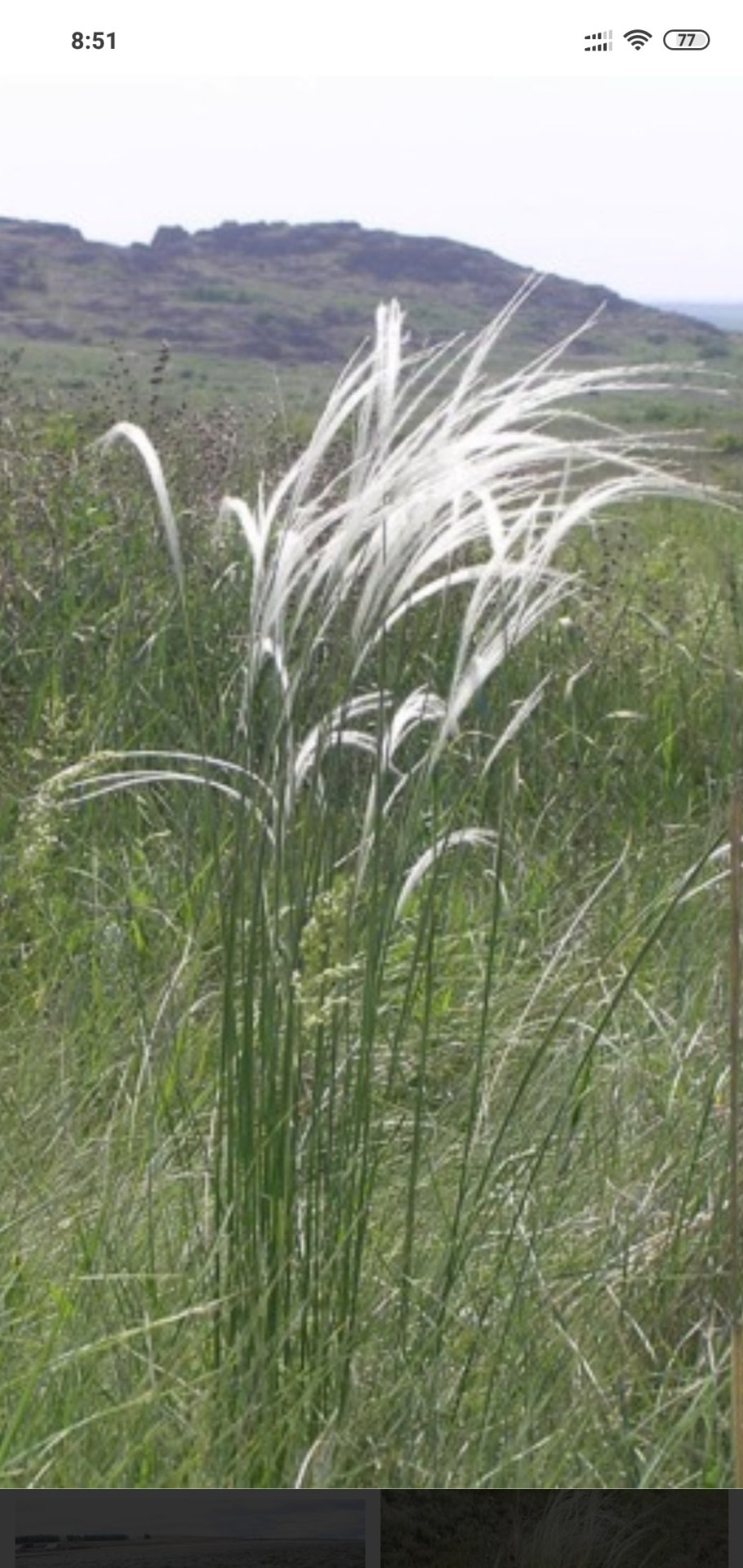 Ковыль волосатик Stipa capillata