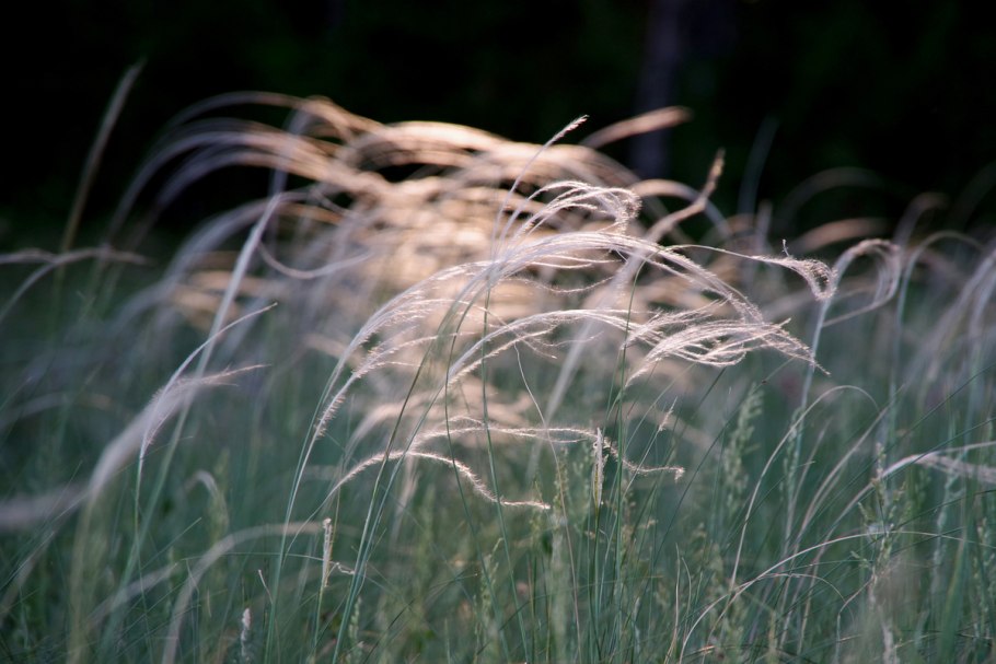 Ковыль перистый (Stipa pennata)