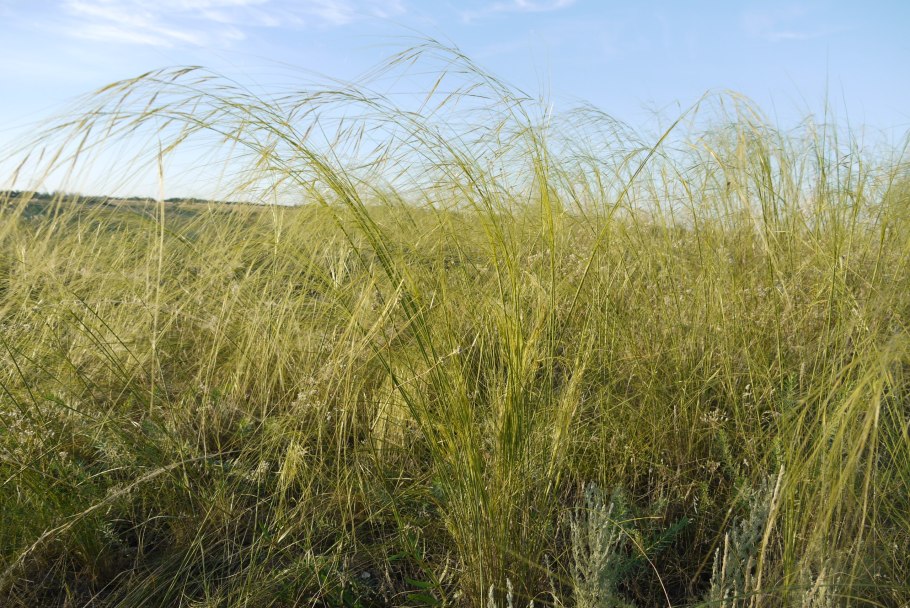 Ковыль красивейший (Stipa pulcherrima)