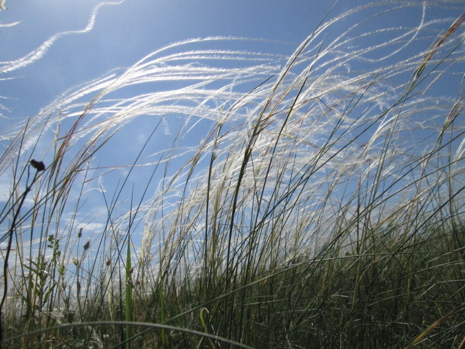 Ковыль Сырейщикова Stipa syreistschikowii