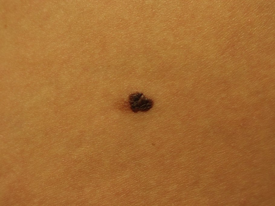 Харовые водоросли (Charophyta)