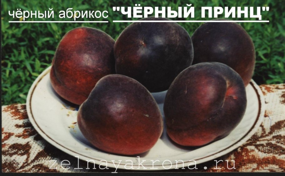 Сорт абрикоса черный принц