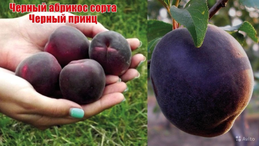Абрикос черный "черный бархат"