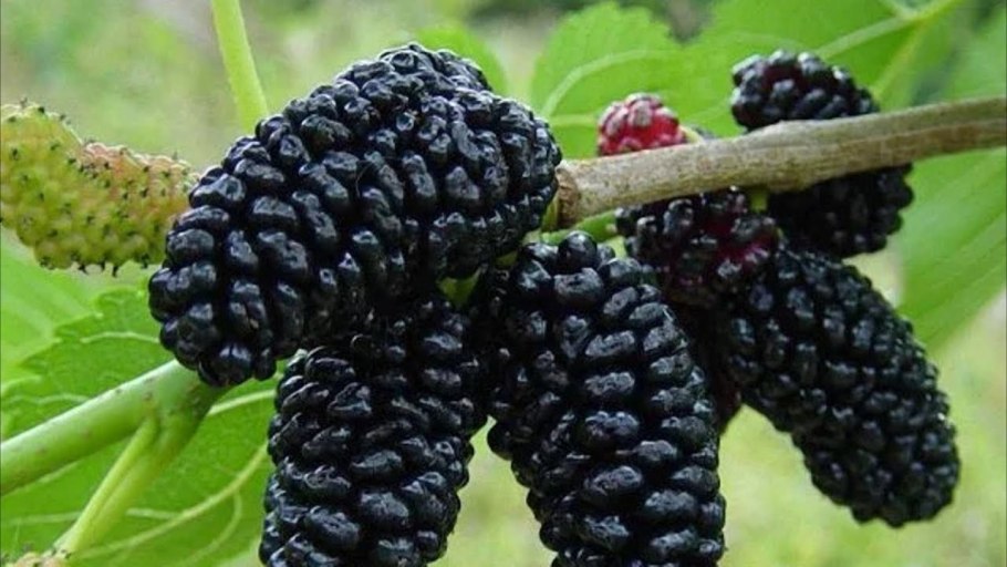 Сорт шелковицы Галиция