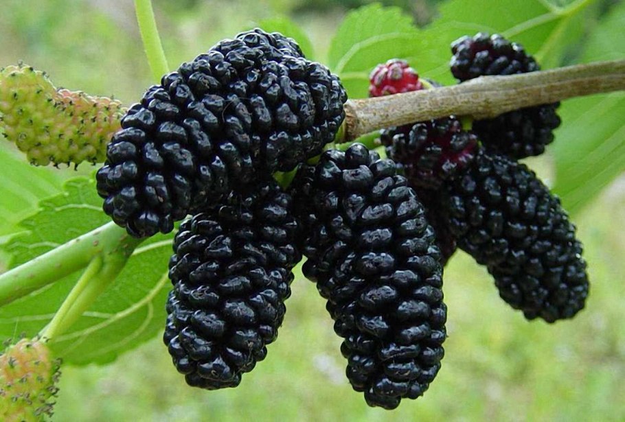 Тутовник шелковица