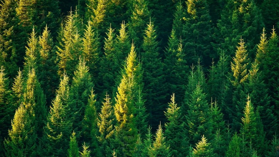 Хвойный лес фон