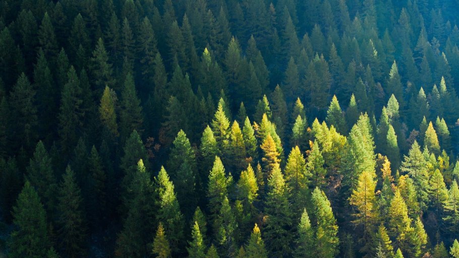 Галкинский реликтовый ельник