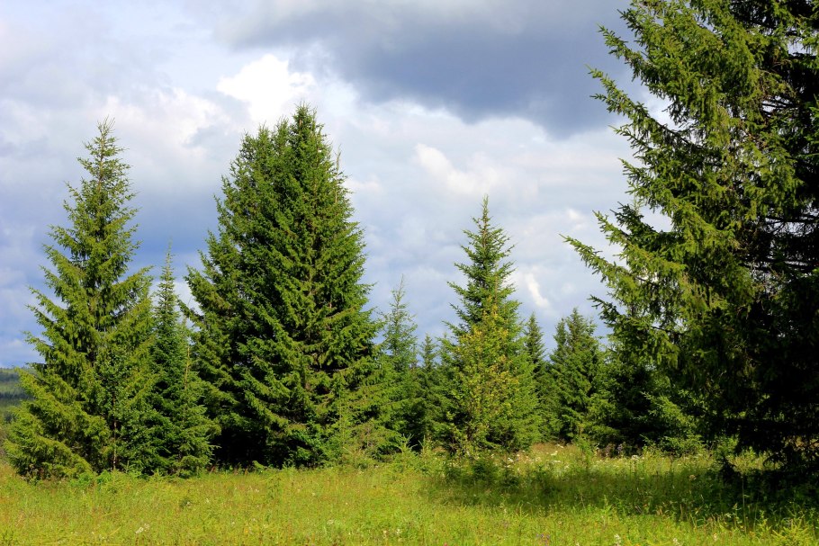 Пихта подлесок