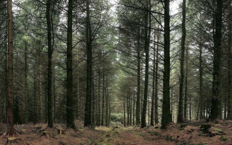 Панорама хвойного леса