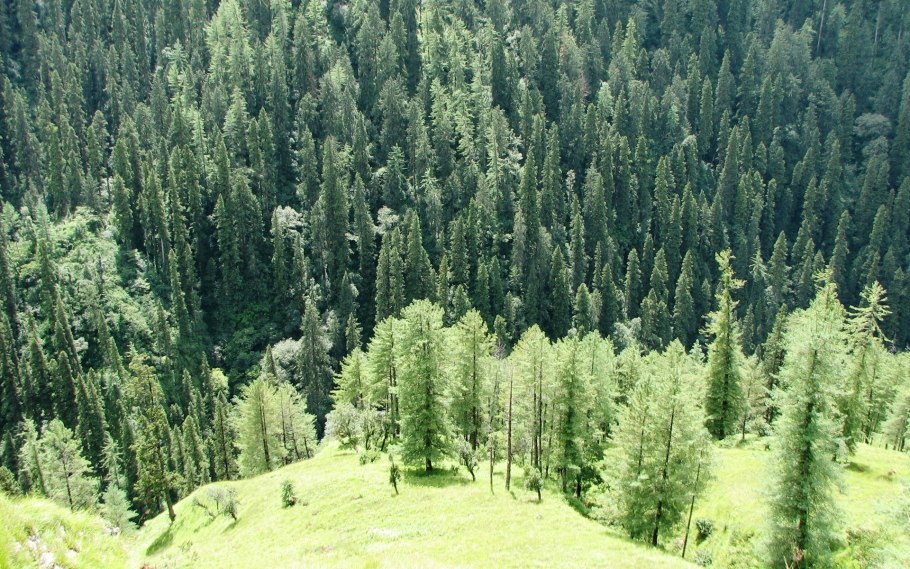 Хвойный лес лес России