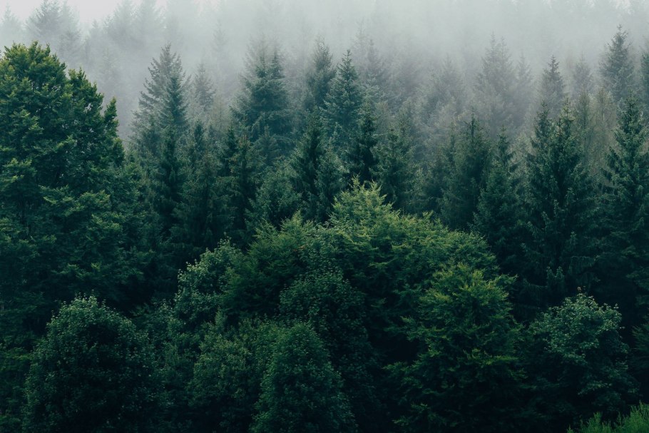 Туманный лес Таганай