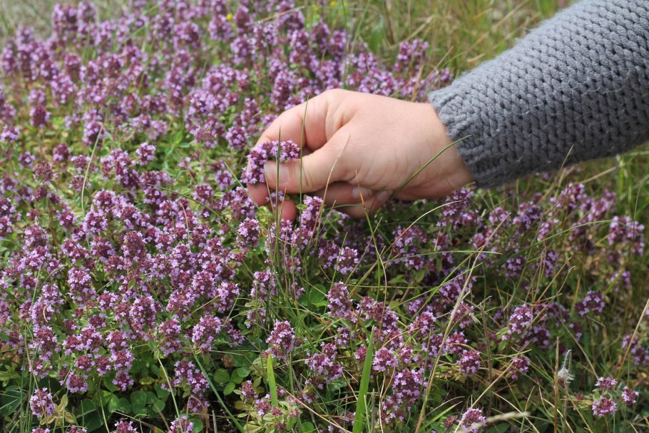 Тимьян почвопокровный