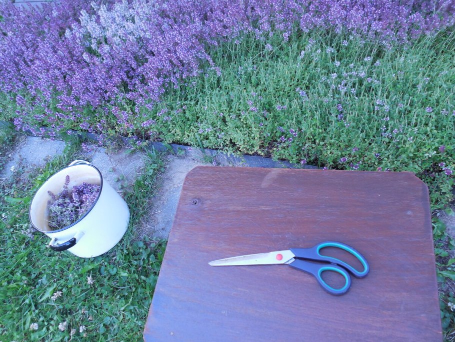 Чабрец кормовой