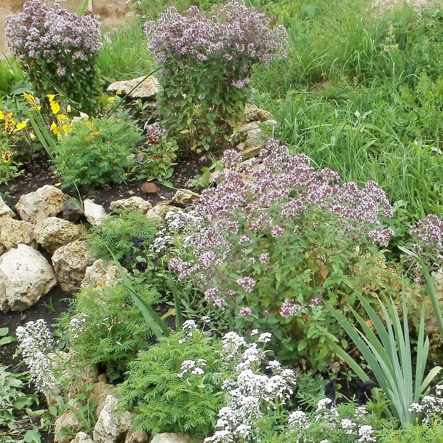 Тимьян длинноцветковый