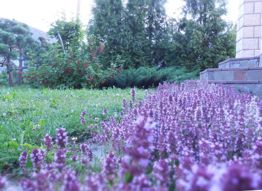 Чабрец в огороде