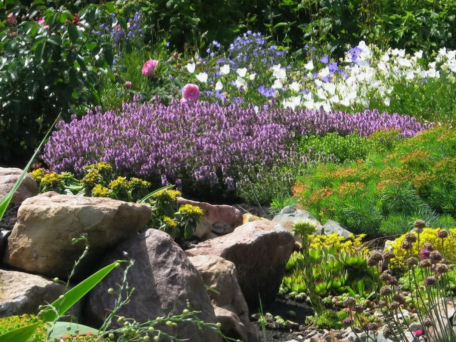 Тимьян Thymus меловой