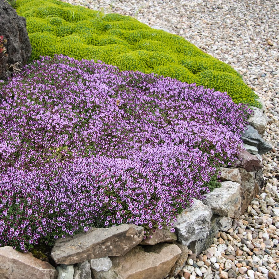 Тимьян ползучий газон