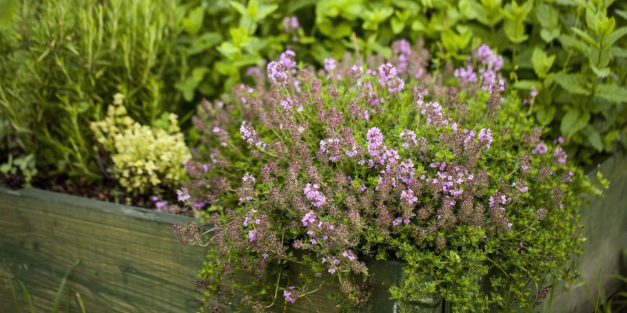 Тимьян ползучий (Thymus serpyllum)