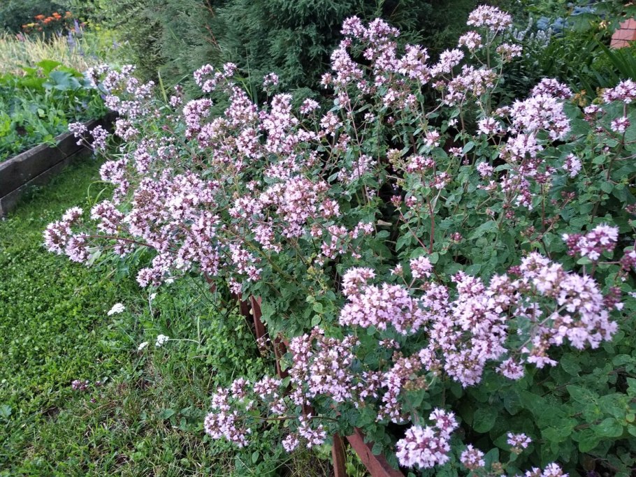 Тимьян ползучий Колхида