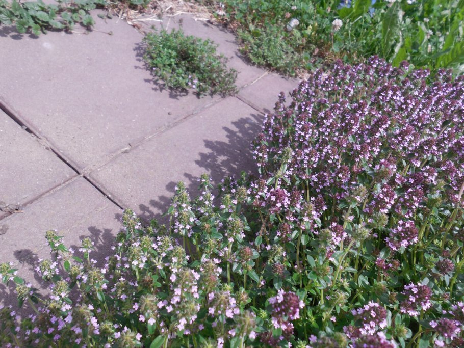 Миксбордер шалфей