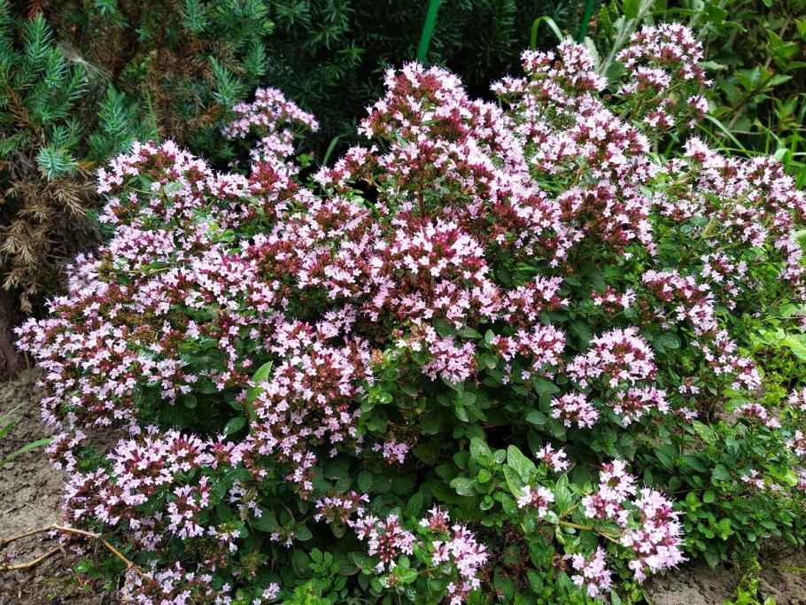 Клумба грядка розмарин тимьян