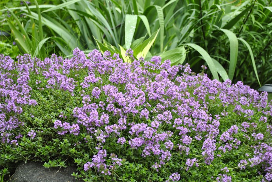 Чабрец тимьян обыкновенный