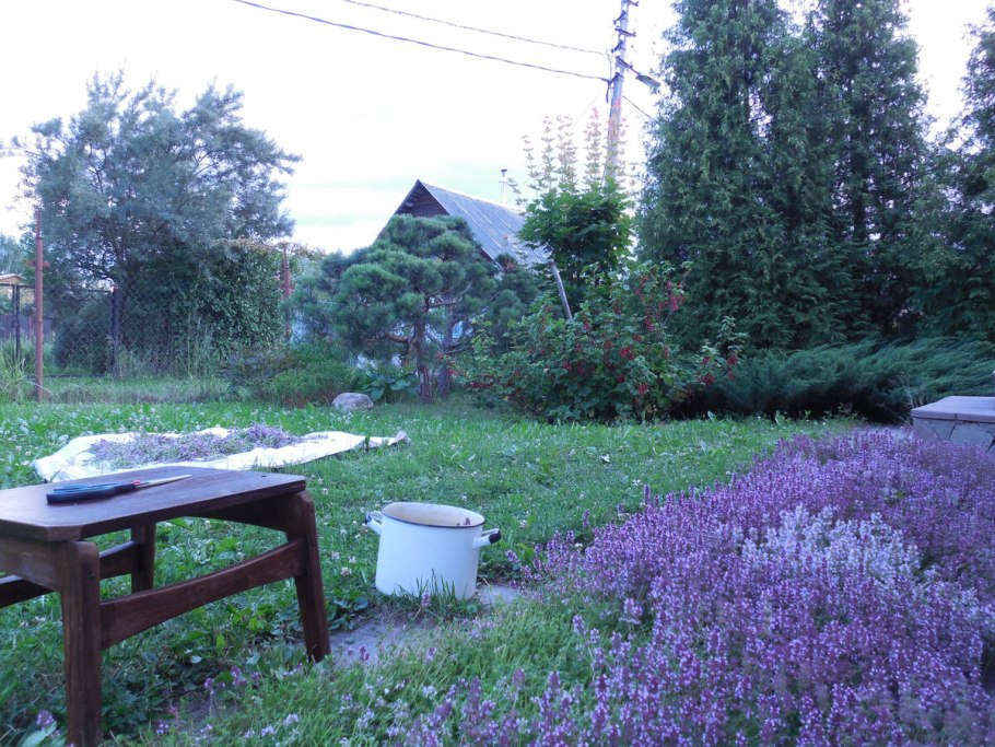 Тимьян Колхида