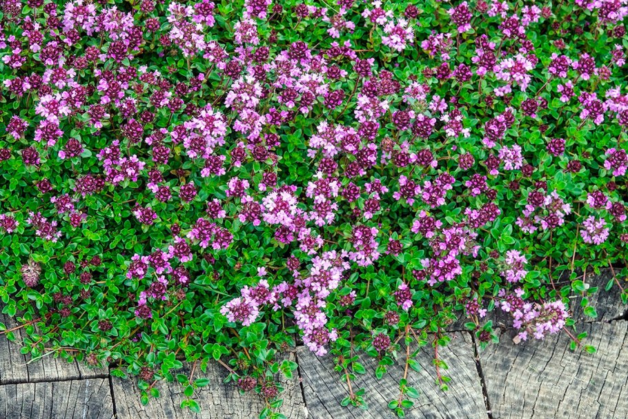 Тимьян ползучий (Thymus serpyllum)
