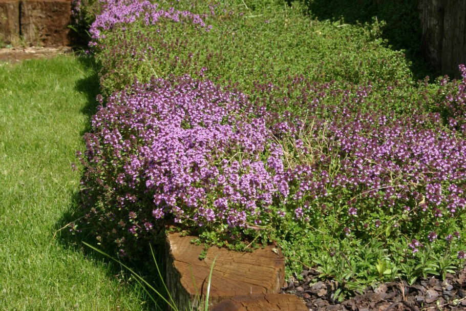 Тимьян Thymus vulgaris