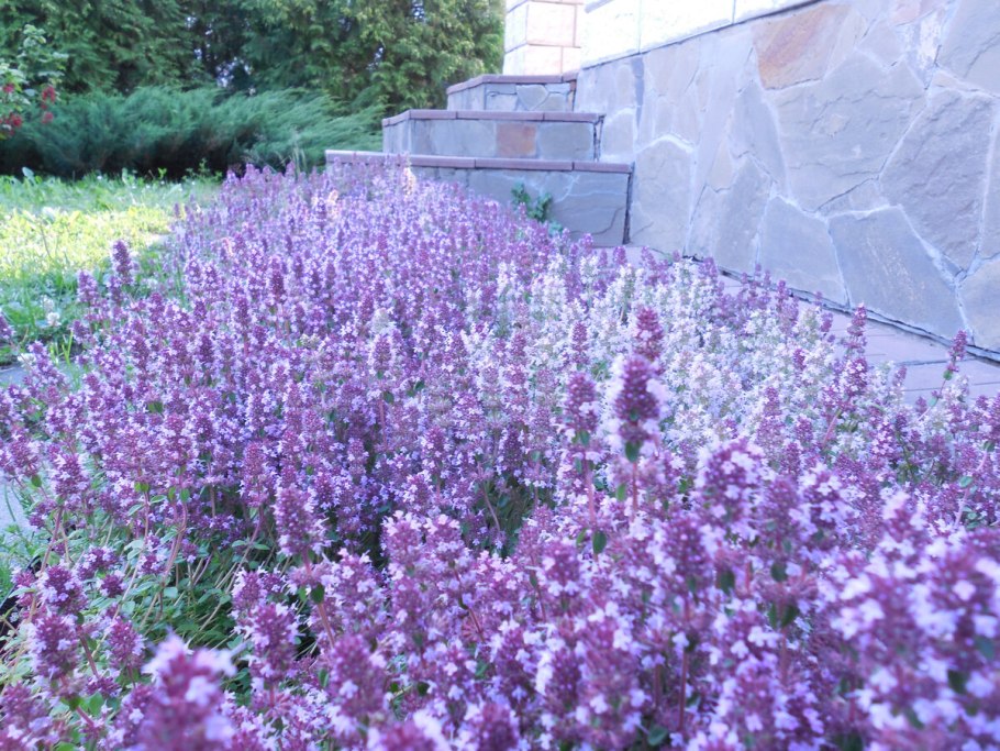 Тимьян шерстистый