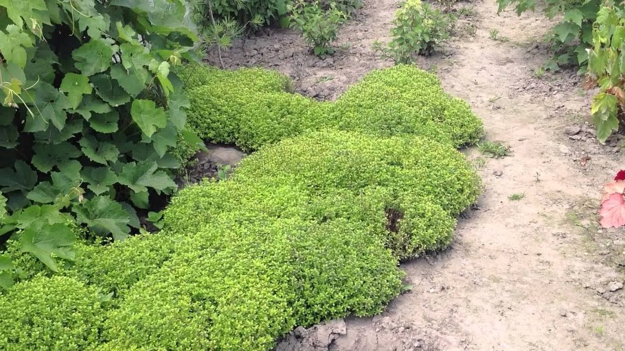 Тимьян ползучий (Thýmus serpýllum)