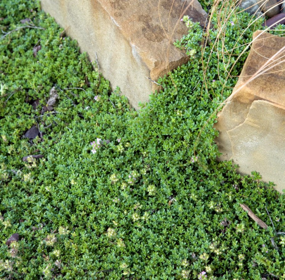 Высаживание семян тимьяна в грунт