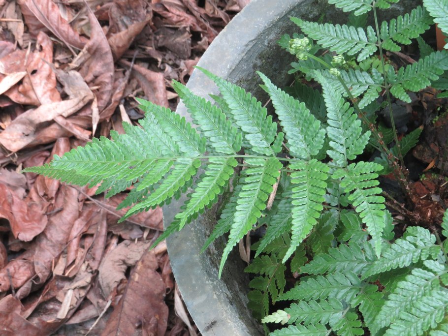 Папоротник dryopteris palmata