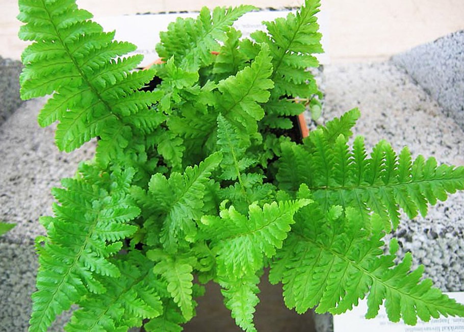 Щитовник(dryopteris) crispa,