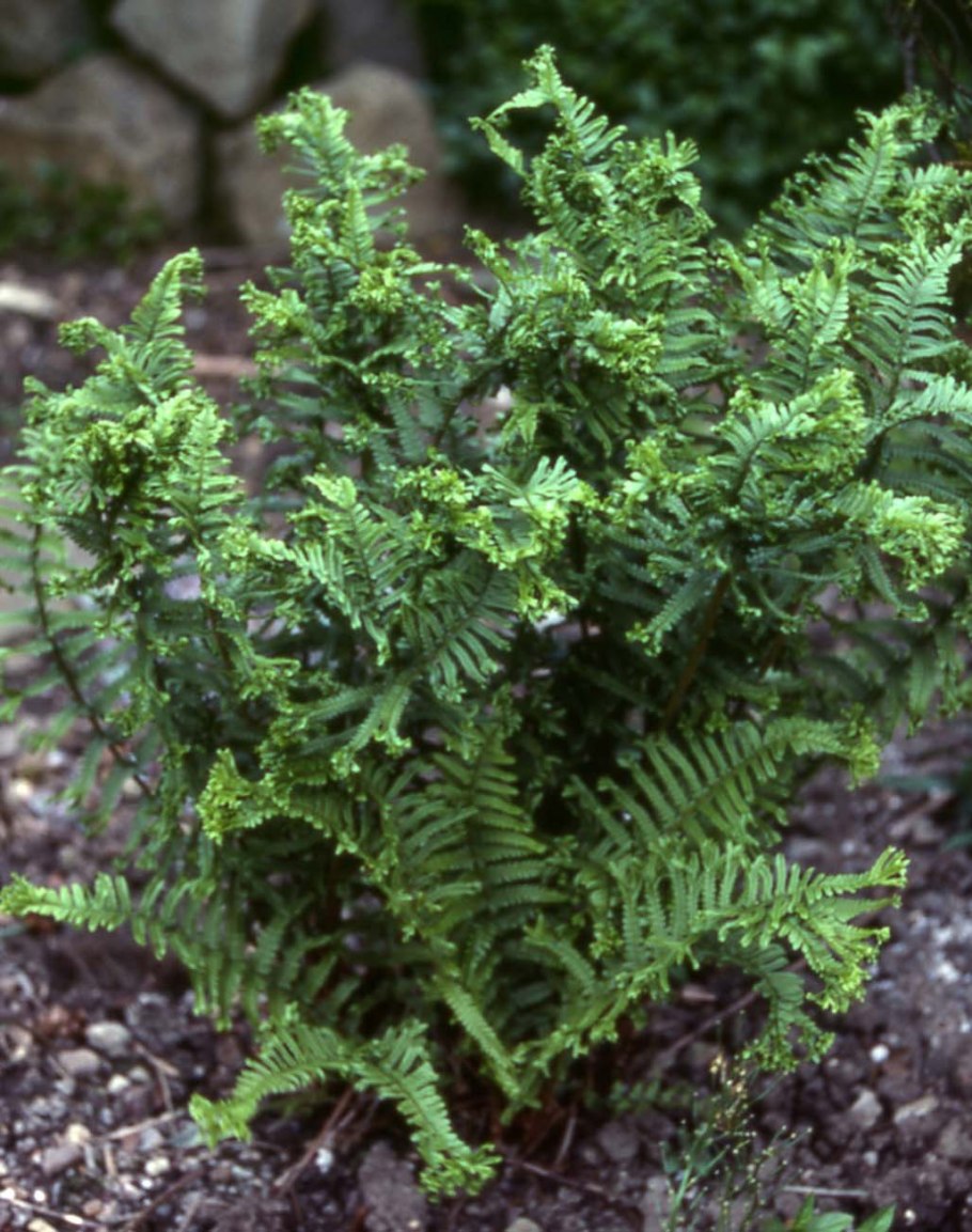 Папоротник crispa cristata