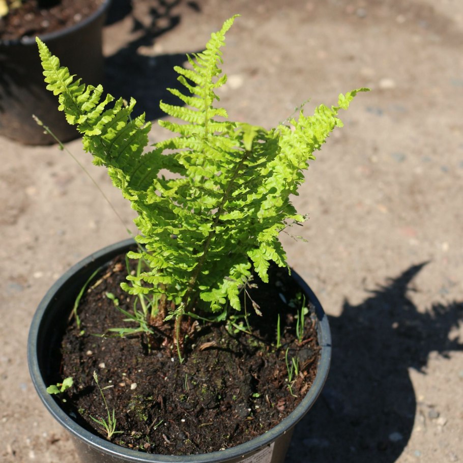 Dryopteris f.-m. 'crispa cristata'