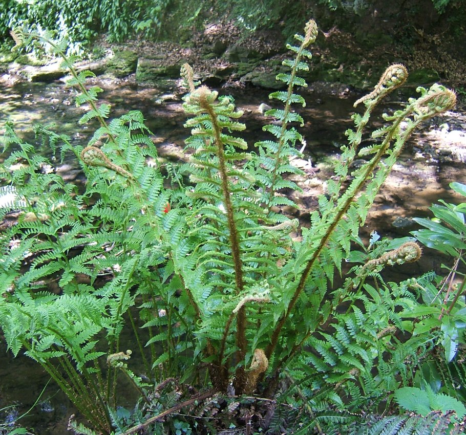 Dryopteris affinis Pinderi