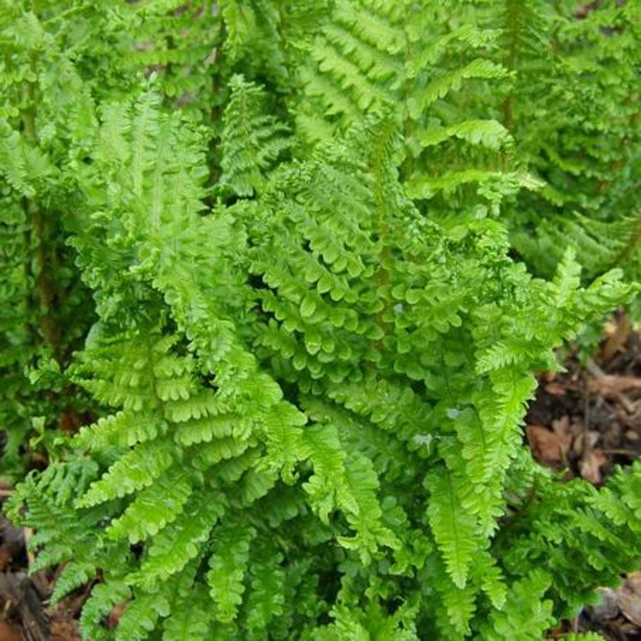 Dryopteris affinis 'crispa'