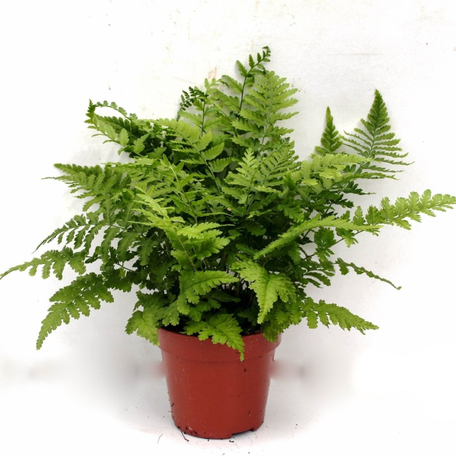 Dryopteris affinis 'crispa'