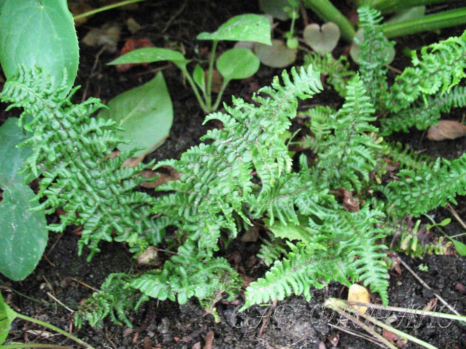Папоротник dryopteris affinis