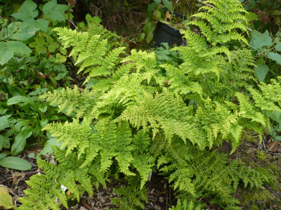 Щитовник(dryopteris) crispa,