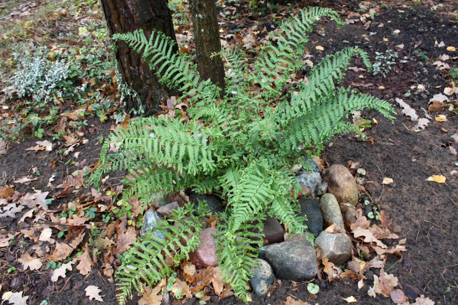 Папоротник dryopteris affinis