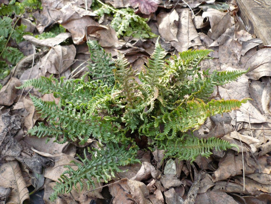 Щитовник родственный dryopteris affinis