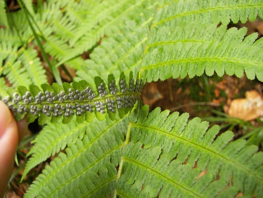 Dryopteris filix mas Furcans