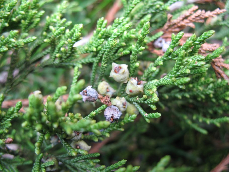 Можжевельник скальный Арнольд