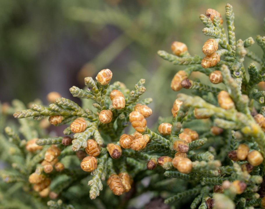Кипарисовик шишки