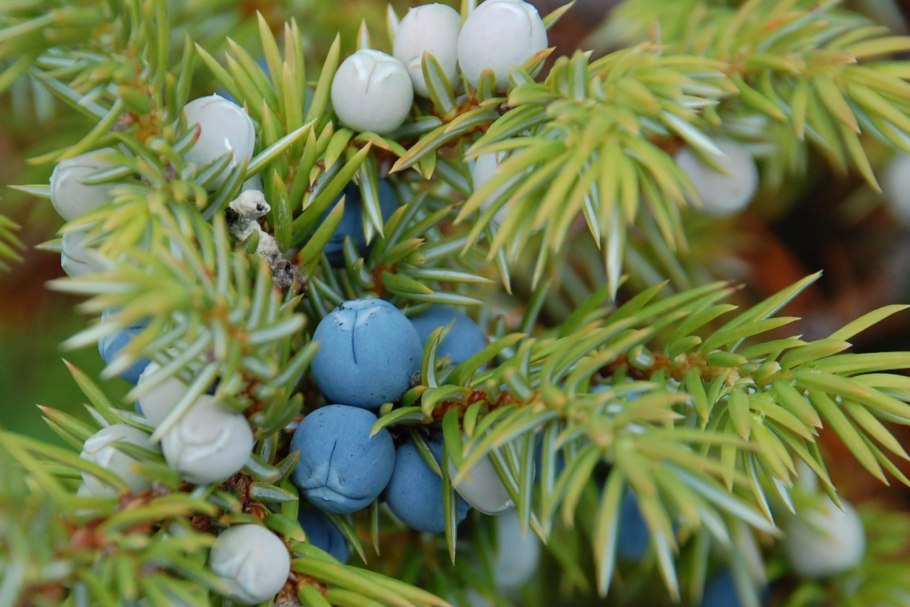 Можжевельник кипарисовидный виргинский