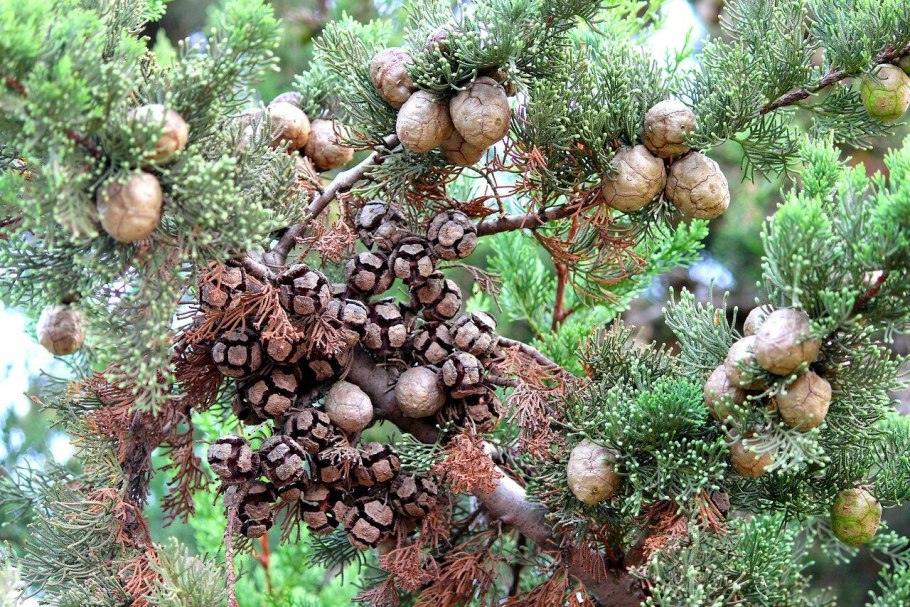 Можжевельник казацкий ягоды