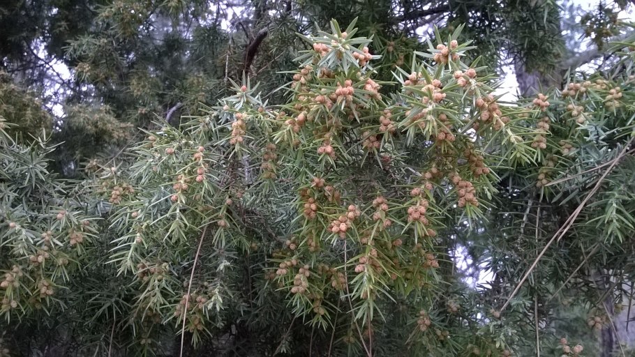 Кипарис вечнозеленый хвоя