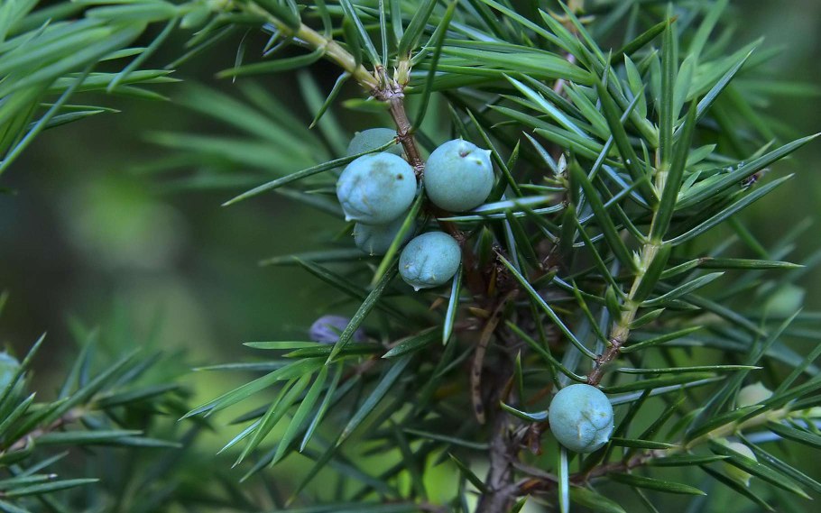 Juniperus communis Myatlevo